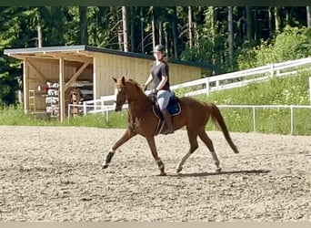 Deutsches Sportpferd, Wallach, 13 Jahre, 162 cm, Fuchs