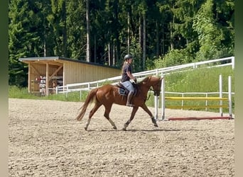 Deutsches Sportpferd, Wallach, 13 Jahre, 162 cm, Fuchs