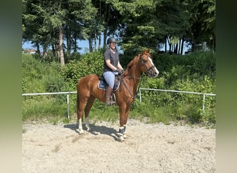 Deutsches Sportpferd, Wallach, 13 Jahre, 162 cm, Fuchs