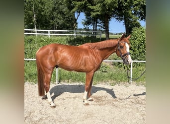 Deutsches Sportpferd, Wallach, 13 Jahre, 162 cm, Fuchs