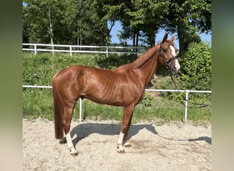 Deutsches Sportpferd, Wallach, 13 Jahre, 162 cm, Fuchs