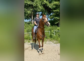 Deutsches Sportpferd, Wallach, 13 Jahre, 162 cm, Fuchs