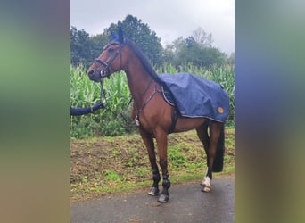 Deutsches Sportpferd, Wallach, 13 Jahre, 165 cm, Brauner