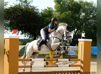 Deutsches Sportpferd, Wallach, 13 Jahre, 167 cm, Apfelschimmel