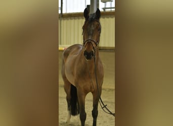 Deutsches Sportpferd, Wallach, 13 Jahre, 167 cm, Brauner