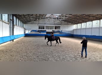 Deutsches Sportpferd, Wallach, 13 Jahre, 167 cm, Rappe