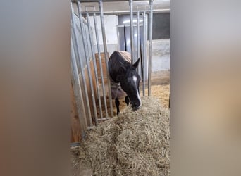 Deutsches Sportpferd, Wallach, 13 Jahre, 167 cm, Rappe