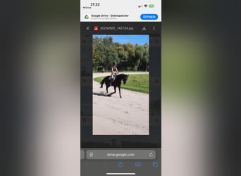 Deutsches Sportpferd, Wallach, 13 Jahre, 167 cm, Rappe