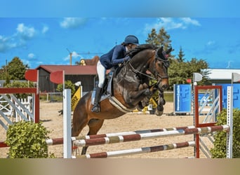 Deutsches Sportpferd, Wallach, 13 Jahre, 168 cm, Dunkelbrauner
