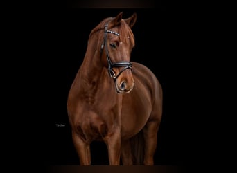 Deutsches Sportpferd, Wallach, 13 Jahre, 168 cm, Fuchs