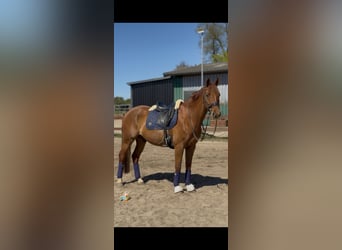 Deutsches Sportpferd, Wallach, 13 Jahre, 168 cm, Fuchs