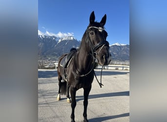 Deutsches Sportpferd, Wallach, 13 Jahre, 168 cm, Rappe