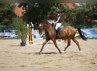 Deutsches Sportpferd, Wallach, 13 Jahre, 170 cm, Brauner