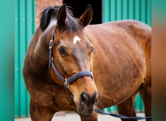 Deutsches Sportpferd Mix, Wallach, 13 Jahre, 171 cm, Dunkelbrauner