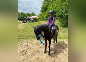 Deutsches Sportpferd, Wallach, 14 Jahre, 135 cm, Brauner