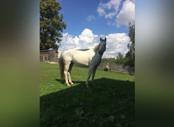 Deutsches Sportpferd, Wallach, 14 Jahre, 160 cm, Schimmel
