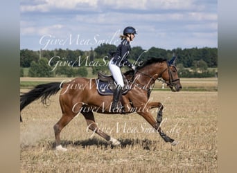 Deutsches Sportpferd, Wallach, 14 Jahre, 164 cm, Brauner
