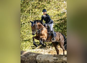Deutsches Sportpferd, Wallach, 14 Jahre, 164 cm, Brauner
