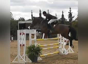 Deutsches Sportpferd, Wallach, 14 Jahre, 166 cm, Brauner