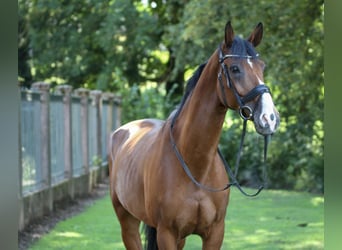 Deutsches Sportpferd, Wallach, 14 Jahre, 166 cm, Brauner