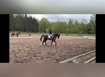 Deutsches Sportpferd, Wallach, 14 Jahre, 167 cm, Brauner