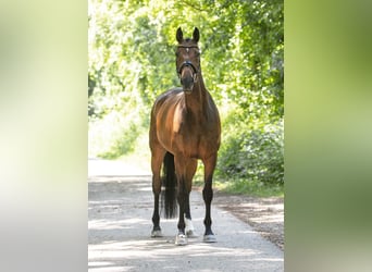 Deutsches Sportpferd, Wallach, 14 Jahre, 168 cm, Brauner
