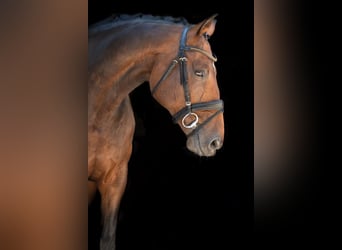 Deutsches Sportpferd, Wallach, 14 Jahre, 168 cm, Brauner