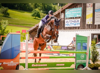 Deutsches Sportpferd, Wallach, 14 Jahre, 168 cm, Brauner