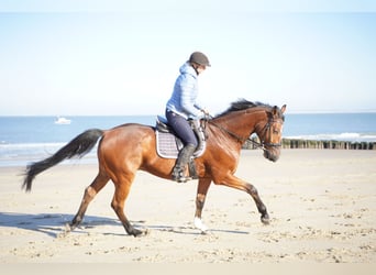 Deutsches Sportpferd, Wallach, 14 Jahre, 168 cm, Hellbrauner