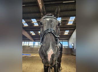 Deutsches Sportpferd, Wallach, 14 Jahre, 168 cm, Rappe