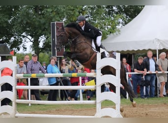 Deutsches Sportpferd, Wallach, 14 Jahre, 169 cm, Dunkelbrauner