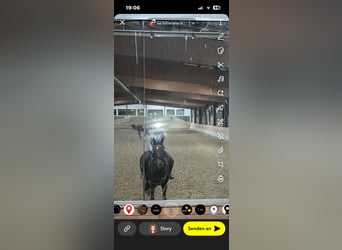 Deutsches Sportpferd, Wallach, 14 Jahre, 170 cm, Brauner