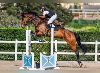 Deutsches Sportpferd, Wallach, 14 Jahre, 170 cm, Rotbrauner