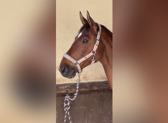 Deutsches Sportpferd, Wallach, 14 Jahre, 172 cm, Brauner