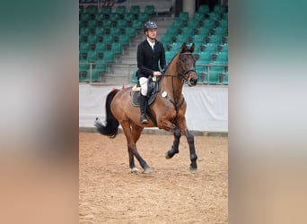 Deutsches Sportpferd, Wallach, 14 Jahre, 173 cm, Brauner