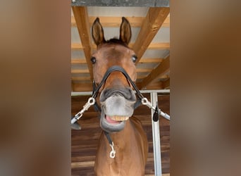 Deutsches Sportpferd, Wallach, 14 Jahre, 173 cm, Brauner