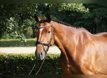 Deutsches Sportpferd, Wallach, 14 Jahre, 173 cm