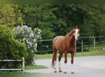 Deutsches Sportpferd, Wallach, 14 Jahre, 175 cm, Fuchs