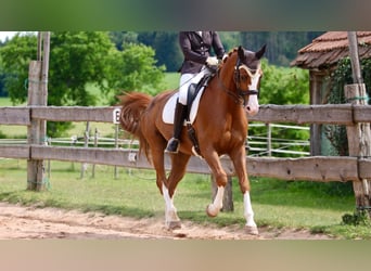 Deutsches Sportpferd, Wallach, 14 Jahre, 175 cm, Fuchs