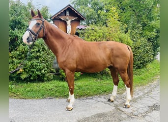 Deutsches Sportpferd, Wallach, 14 Jahre, 175 cm, Fuchs