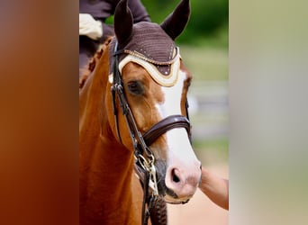 Deutsches Sportpferd, Wallach, 14 Jahre, 175 cm, Fuchs