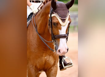 Deutsches Sportpferd, Wallach, 14 Jahre, 175 cm, Fuchs