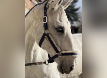 Deutsches Sportpferd, Wallach, 14 Jahre, 178 cm, Schimmel