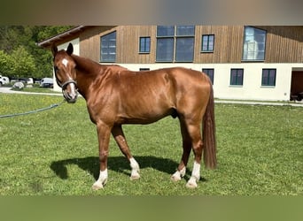 Deutsches Sportpferd, Wallach, 14 Jahre, 180 cm, Fuchs