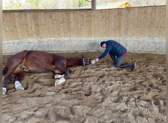 Deutsches Sportpferd, Wallach, 14 Jahre, 180 cm, Fuchs