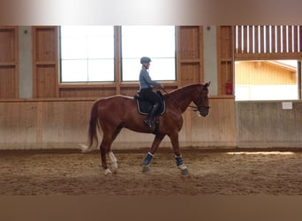 Deutsches Sportpferd, Wallach, 14 Jahre, 180 cm, Fuchs