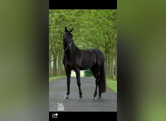 Deutsches Sportpferd, Wallach, 14 Jahre, 180 cm, Schwarzbrauner