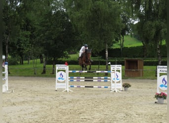 Deutsches Sportpferd, Wallach, 14 Jahre, 185 cm, Brauner