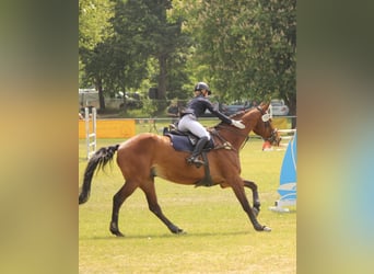 Deutsches Sportpferd, Wallach, 14 Jahre, 187 cm, Brauner