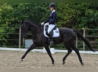 Deutsches Sportpferd, Wallach, 15 Jahre, 167 cm, Rappe
